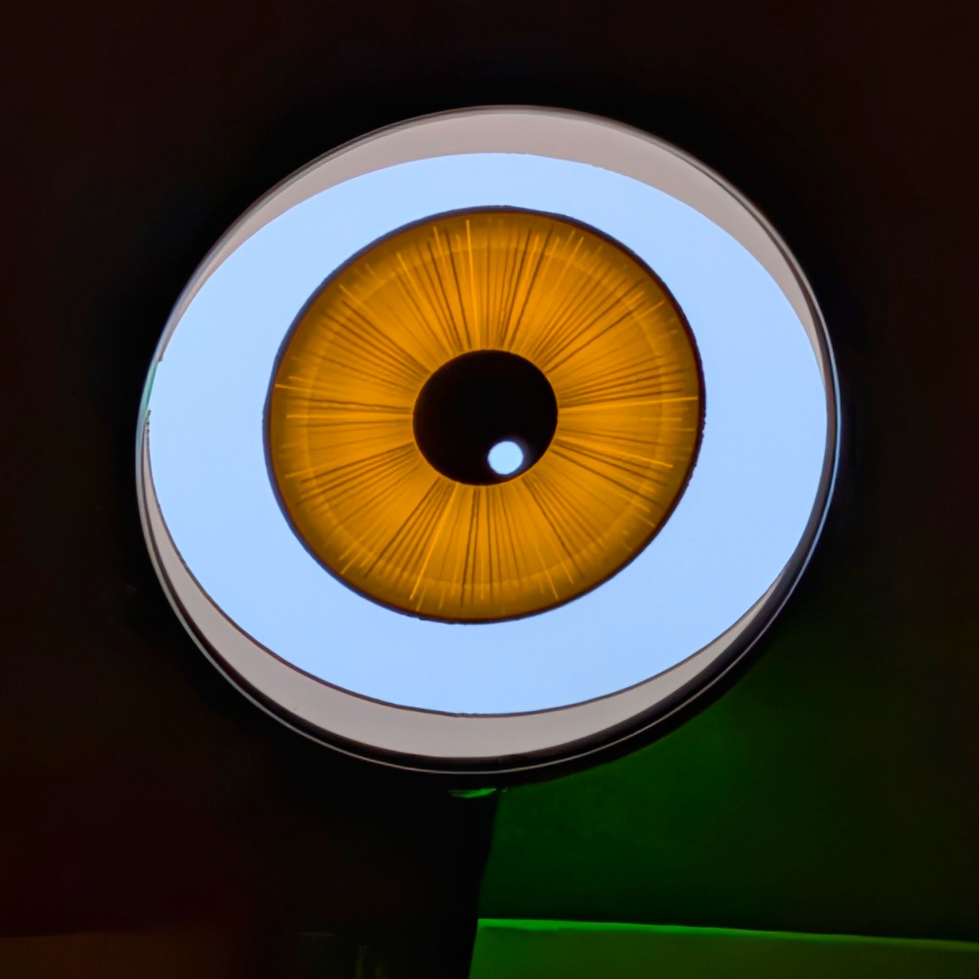 Close-up of the photoreal human iris rendered on one round AMOLED panel, mid-spectrum amber, with radial crypts, a bright ciliary band and a dark limbal ring, the dark pupil offset with a small white catchlight.